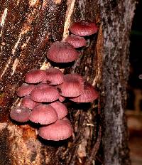 Mycena podocarpi image