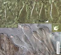 Pluteus microspermus image