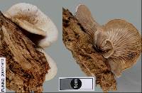 Crepidotus inconspicuus image