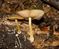 Pluteus pauperculus image