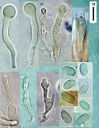 Roridomyces austrororidus image