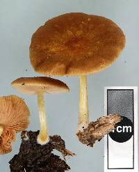 Pluteus pauperculus image