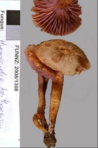 Hygrocybe lilaceolamellata image