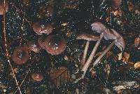 Mycena fuscovinacea image