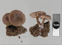 Entoloma readiae image