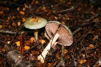 Cortinarius tessiae image