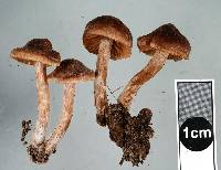 Cortinarius hemitrichus image