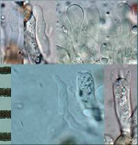 Crepidotus gilvidus image