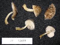 Pluteus readiarum image