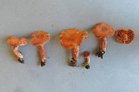 Lactarius umerensis image