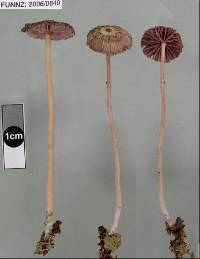 Laccaria lilacina image