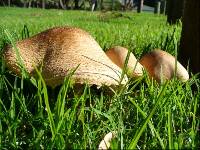 Amanita manicata image