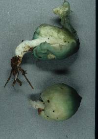 Leratiomyces atrovirens image