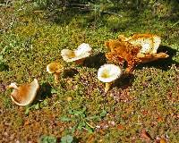 Paxillus mcnabbii image