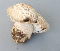 Agaricus crocodilinus image