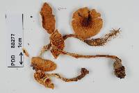 Cortinarius pselioticton image