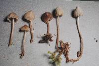 Mycena leptocephala image