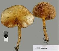 Austropaxillus mcnabbii image