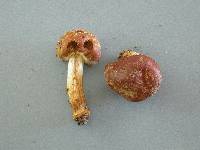 Cortinarius napivelatus image