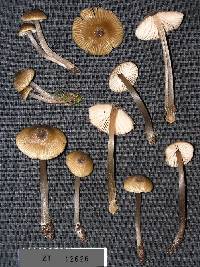 Entoloma convexum image