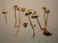 Mycena subdebilis image