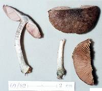 Pluteus velutinornatus image