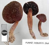 Aeruginospora furfuracea image