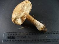 Amanita manicata image