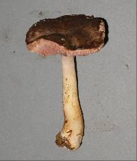 Agaricus bambusae var. australis image