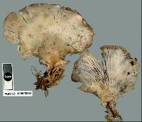 Pleurotus djamor image