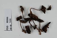 Cortinarius rhipiduranus image