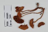 Cortinarius rattinoides image