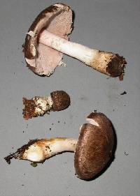 Agaricus bambusae image