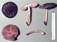 Pluteus perroseus image