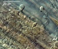Hemimycena cephalotricha image
