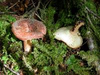 Lactarius tawai image