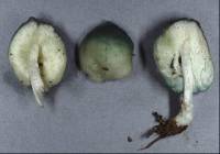 Leratiomyces atrovirens image