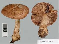 Cortinarius alboroseus image