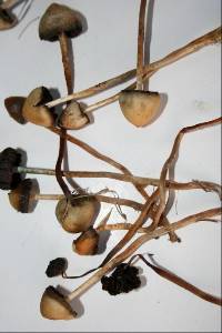 Psilocybe semilanceata image