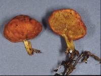 Leratiomyces similis image