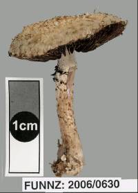 Psathyrella asperospora image