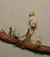 Mycena austrororida image