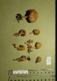 Psilocybe weraroa image