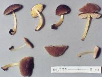 Pluteus pauperculus image