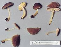 Pluteus pauperculus image