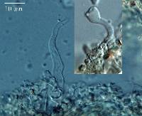 Image of Hemimycena cephalotricha