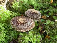 Cortinarius ursus image