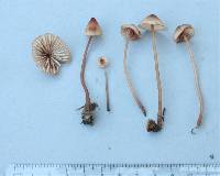 Mycena mariae image