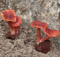 Lactarius umerensis image