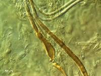 Marasmiellus omphaloides image